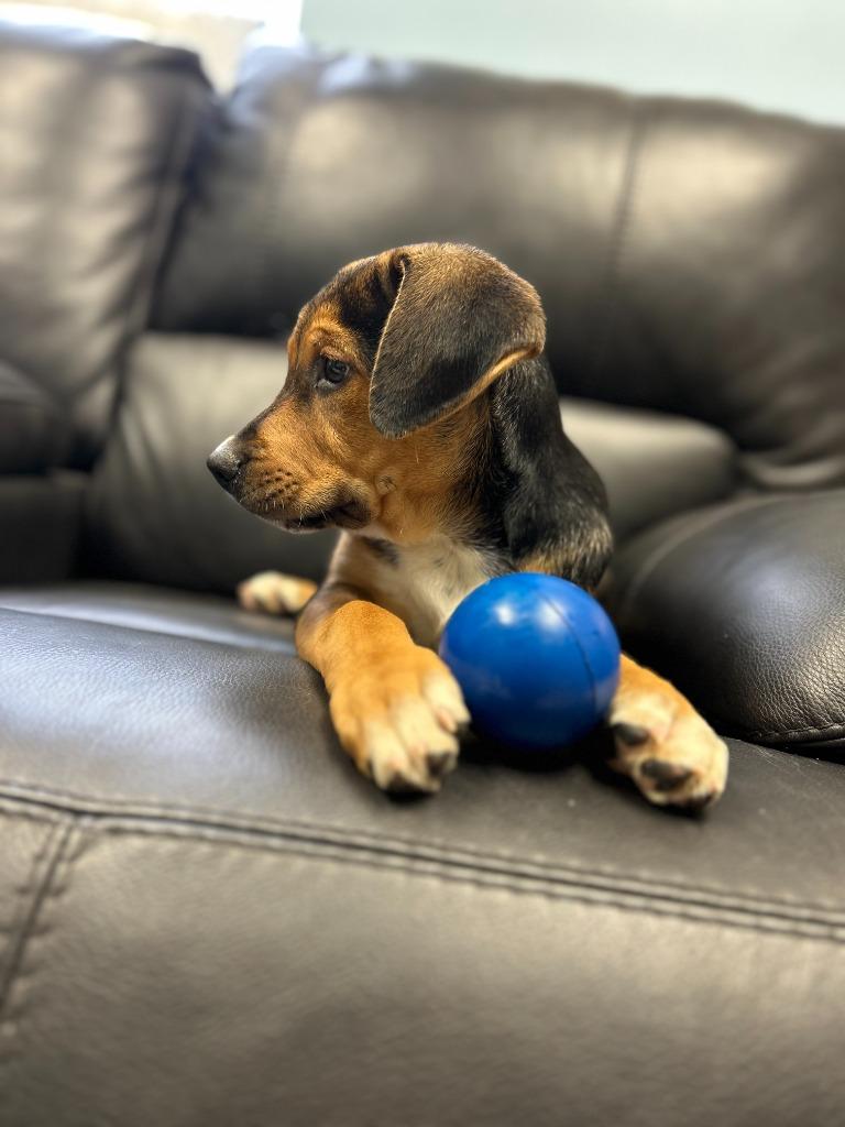 Enlarge Chocolate Pound Cake, a Adopted mixed breed in Blountville, TN image 3/6