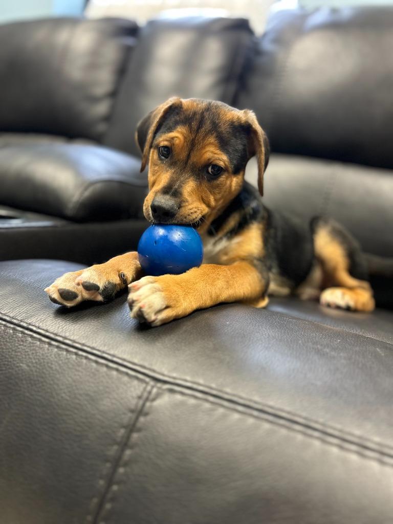 Enlarge Chocolate Pound Cake, a Adopted mixed breed in Blountville, TN image 4/6