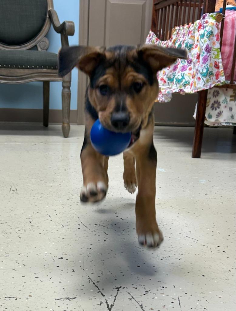Enlarge Chocolate Pound Cake, a Adopted mixed breed in Blountville, TN image 5/6