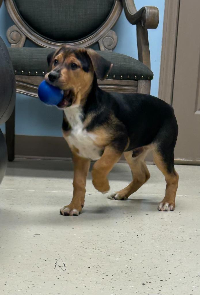 Enlarge Chocolate Pound Cake, a Adopted mixed breed in Blountville, TN image 6/6
