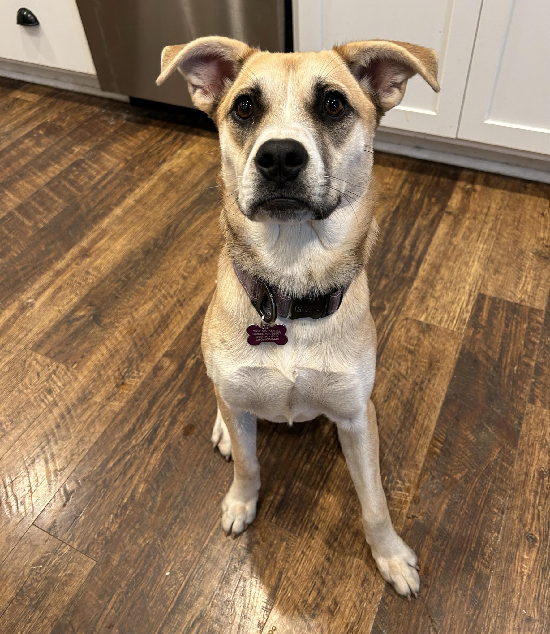 Dog for adoption Fern , a Black Mouth Cur Mix in Kennewick , WA