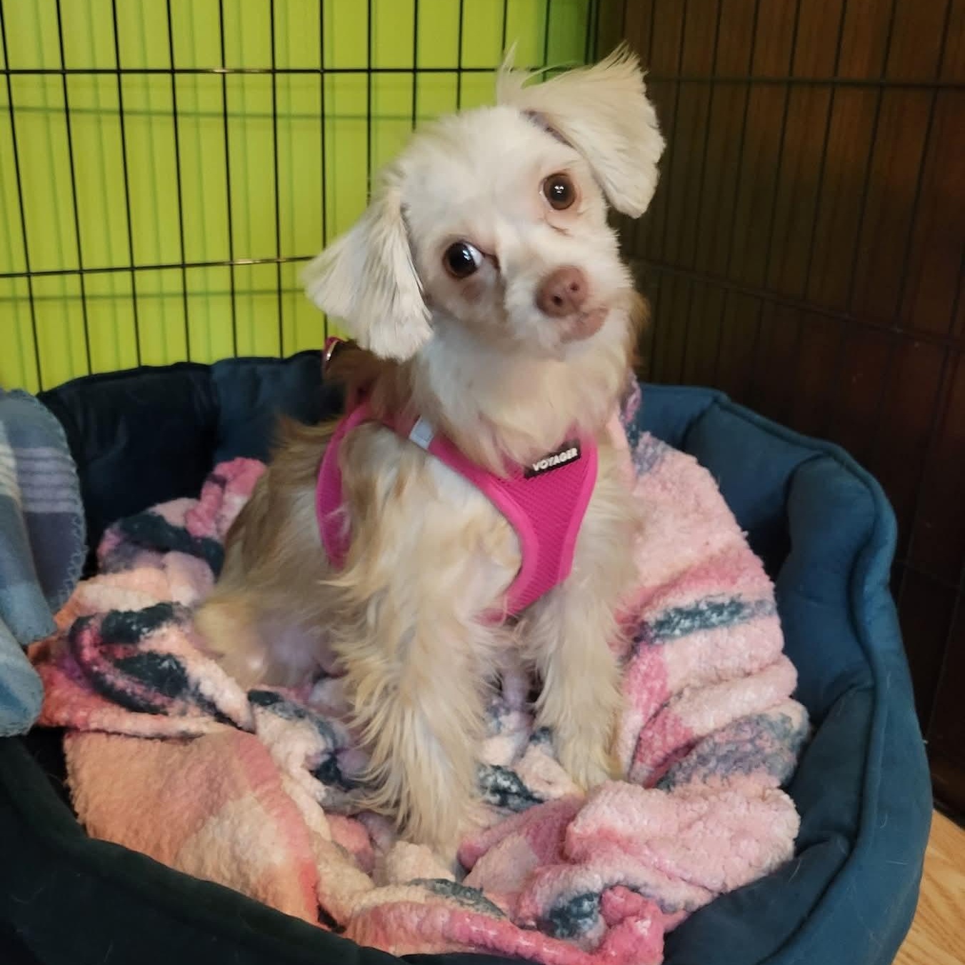 Enlarge Chai, a Adoptable mixed breed in Greenville, SC image 2/6