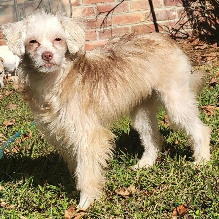 Enlarge Chai, a Adoptable mixed breed in Greenville, SC image 5/6