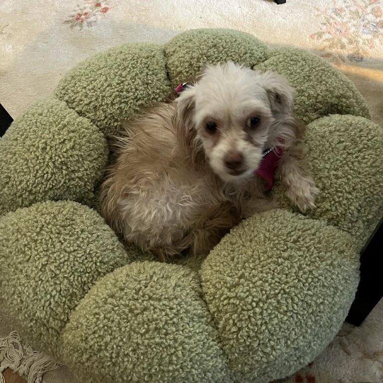 Chai, Adoptable, Adult Female Yorkie Poo.