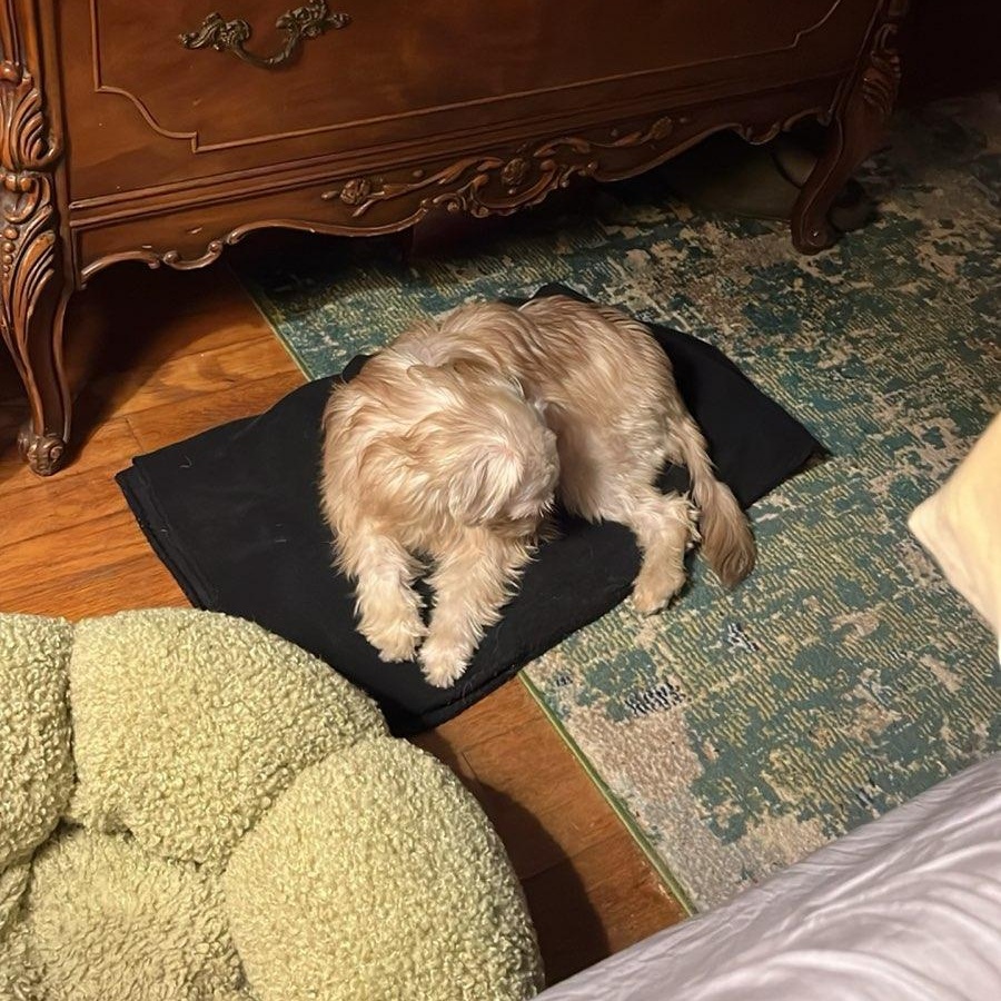 Enlarge Chai, a Adoptable mixed breed in Greenville, SC image 6/6