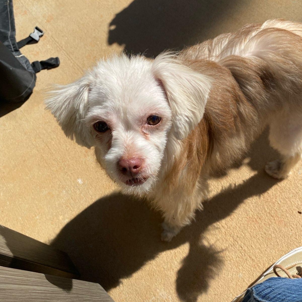 Enlarge Chai, a Adoptable mixed breed in Greenville, SC image 3/6