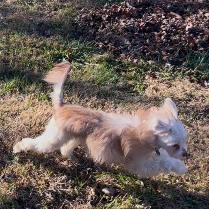 Enlarge Chai, a Adoptable mixed breed in Greenville, SC image 4/6