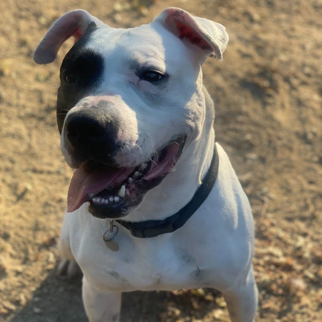 Ziggy, Adoptable, Adult Male Pit Bull Terrier & Mixed Breed.