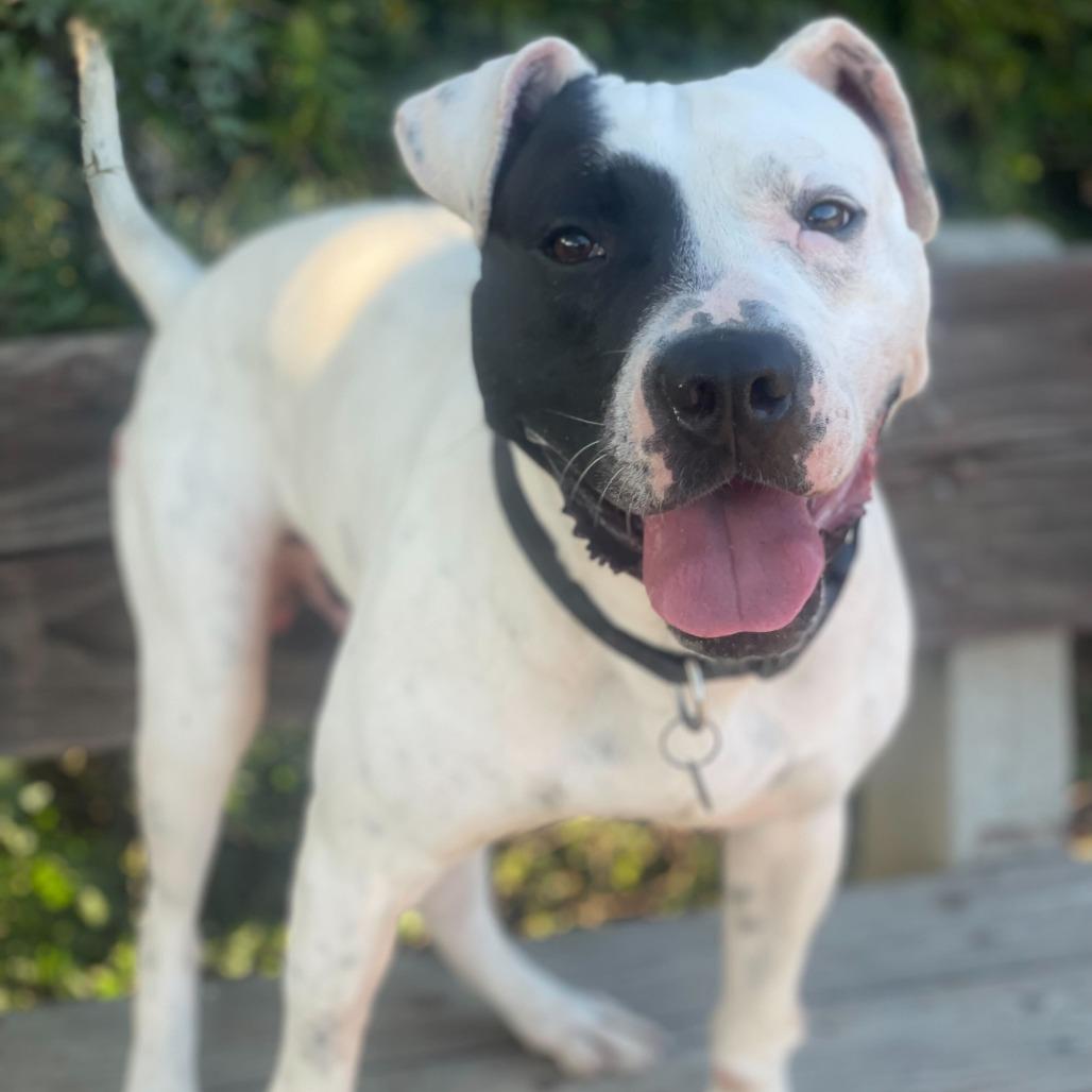Ziggy, Adoptable, Adult Male Pit Bull Terrier & Mixed Breed.