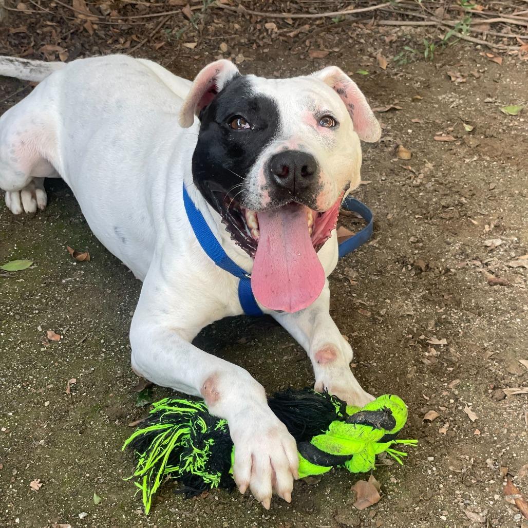 Enlarge Ziggy, a Adoptable mixed breed in Riverside, CA image 3/6