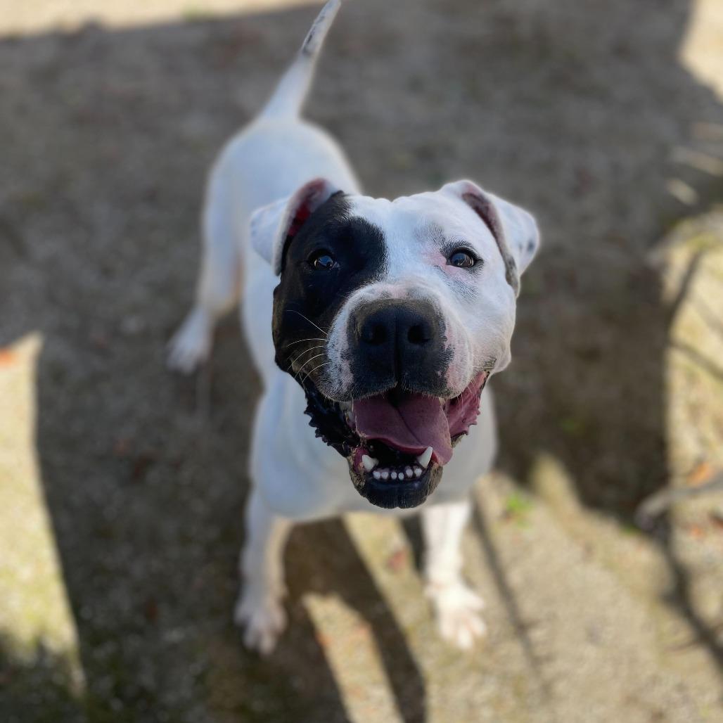 Enlarge Ziggy, a Adoptable mixed breed in Riverside, CA image 4/6