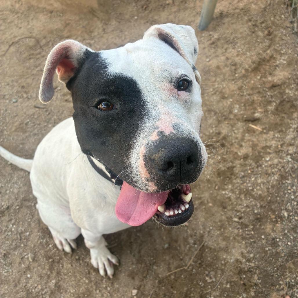 Enlarge Ziggy, a Adoptable mixed breed in Riverside, CA image 4/6