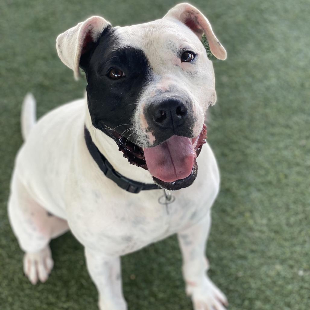 Enlarge Ziggy, a Adoptable mixed breed in Riverside, CA image 2/6