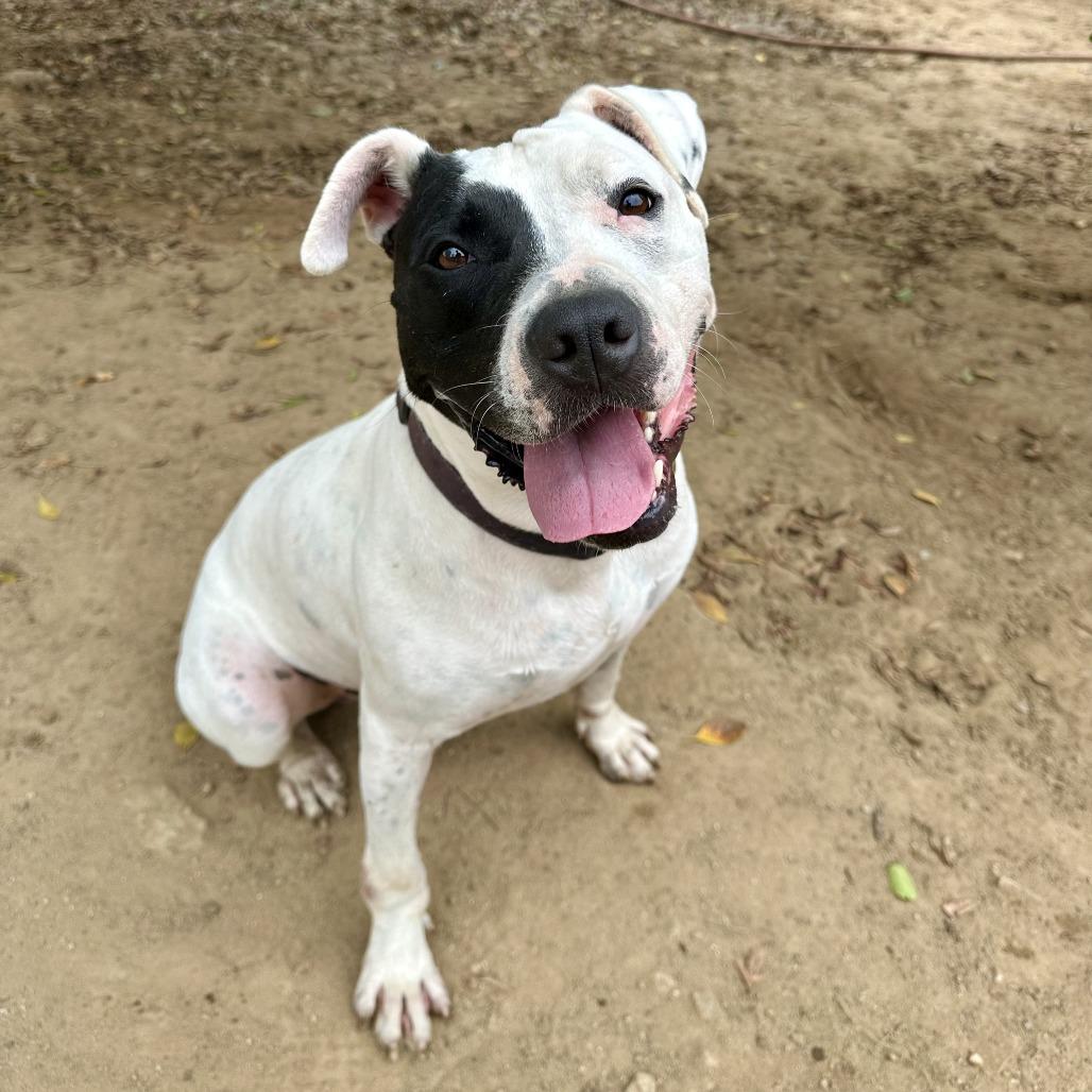 Enlarge Ziggy, a Adoptable mixed breed in Riverside, CA image 1/6