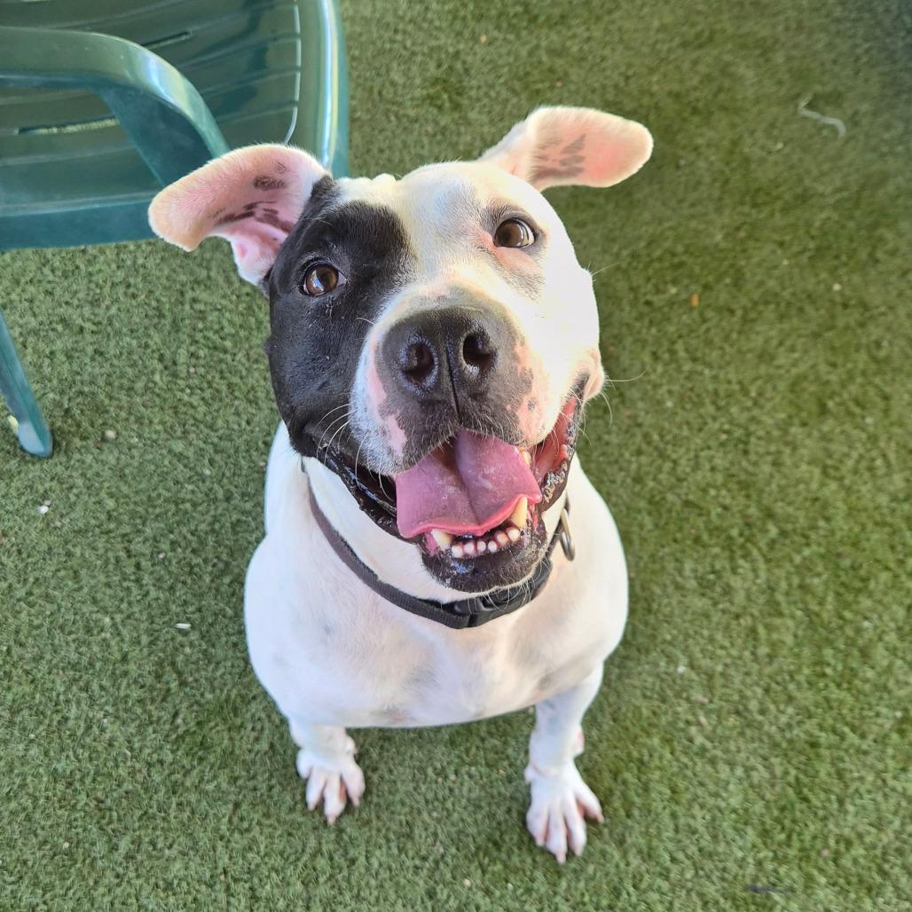 Ziggy, Adoptable, Adult Male Pit Bull Terrier & Mixed Breed.