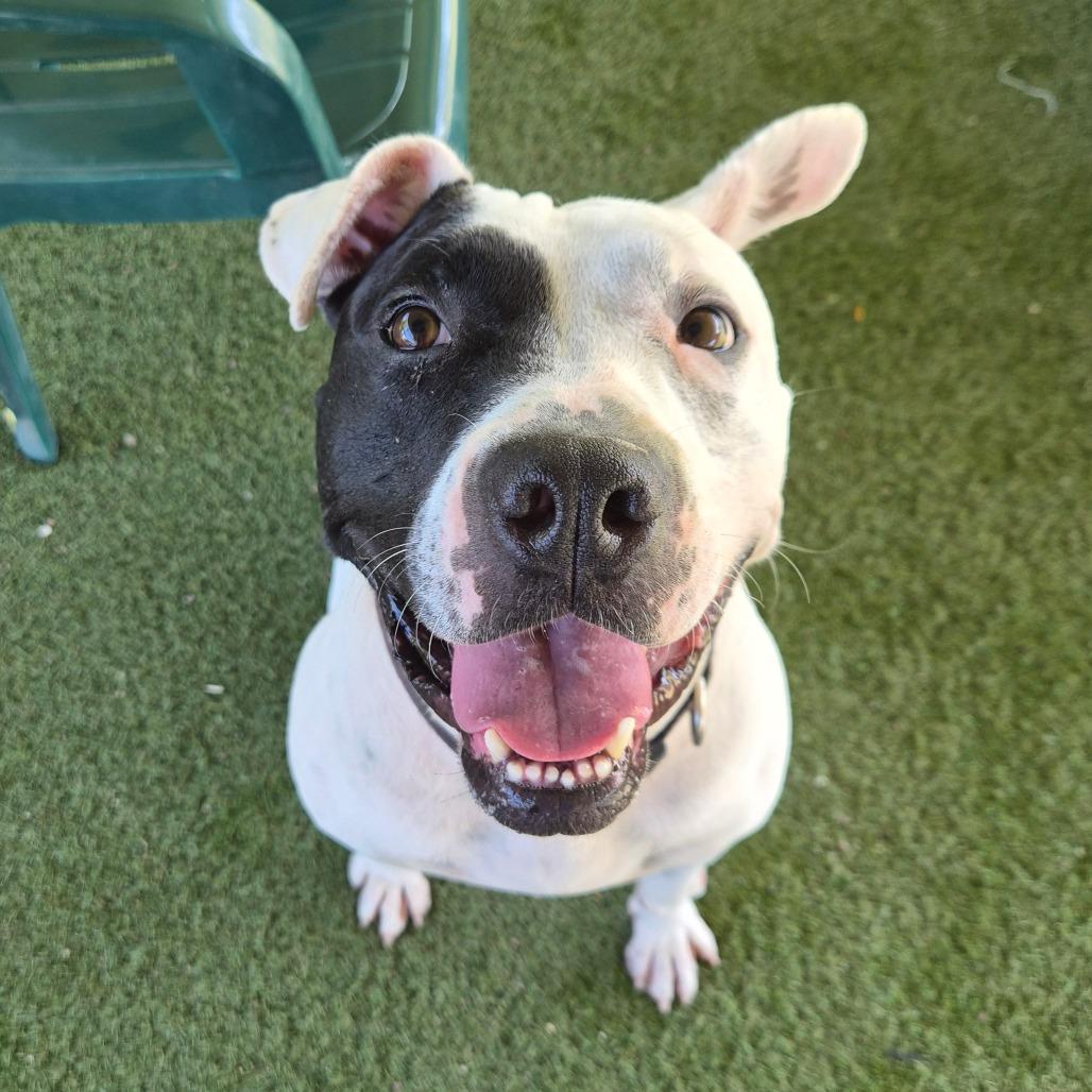 Enlarge Ziggy, a Adoptable mixed breed in Riverside, CA image 2/5