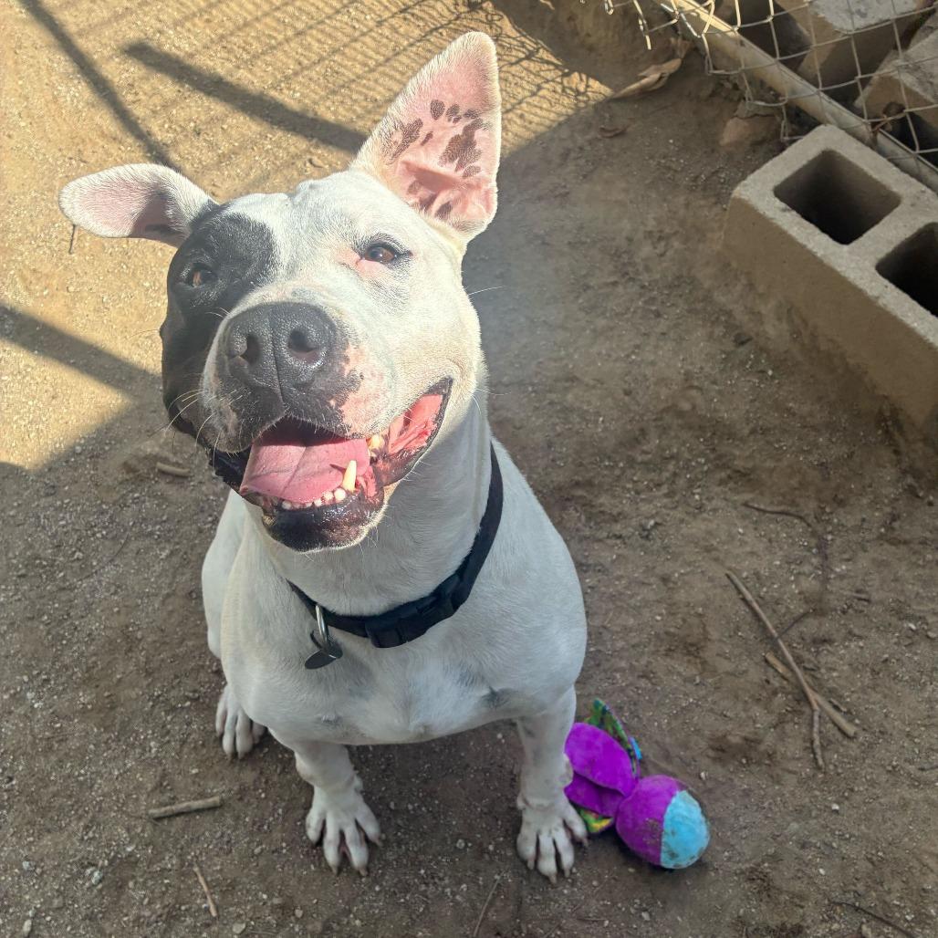 Enlarge Ziggy, a Adoptable mixed breed in Riverside, CA image 5/6