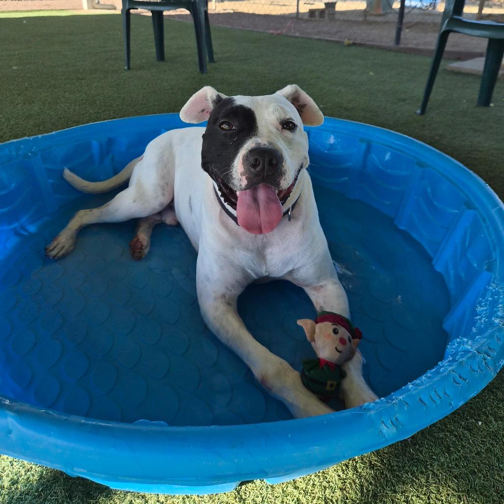 Enlarge Ziggy, a Adoptable mixed breed in Riverside, CA image 3/5