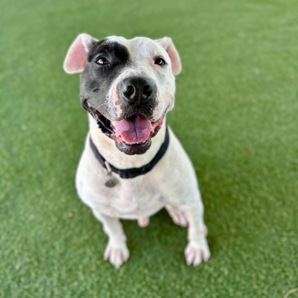 Ziggy, a Adoptable mixed breed in Riverside, CA image 3/5