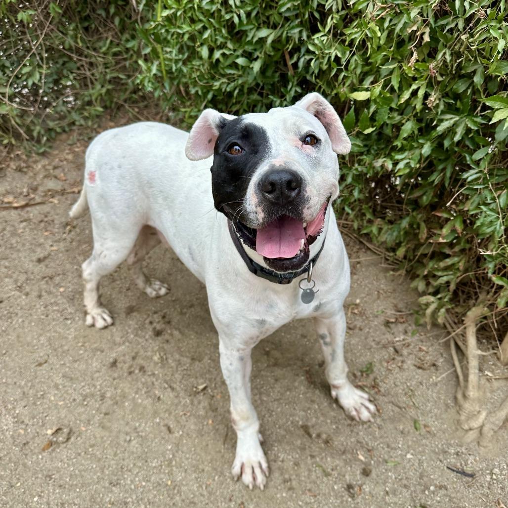 Enlarge Ziggy, a Adoptable mixed breed in Riverside, CA image 4/5