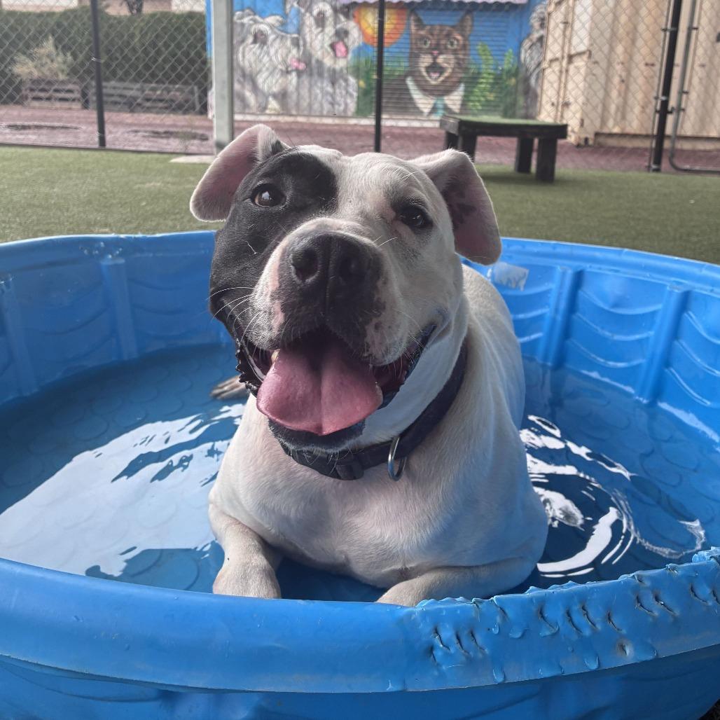 Enlarge Ziggy, a Adoptable mixed breed in Riverside, CA image 4/6