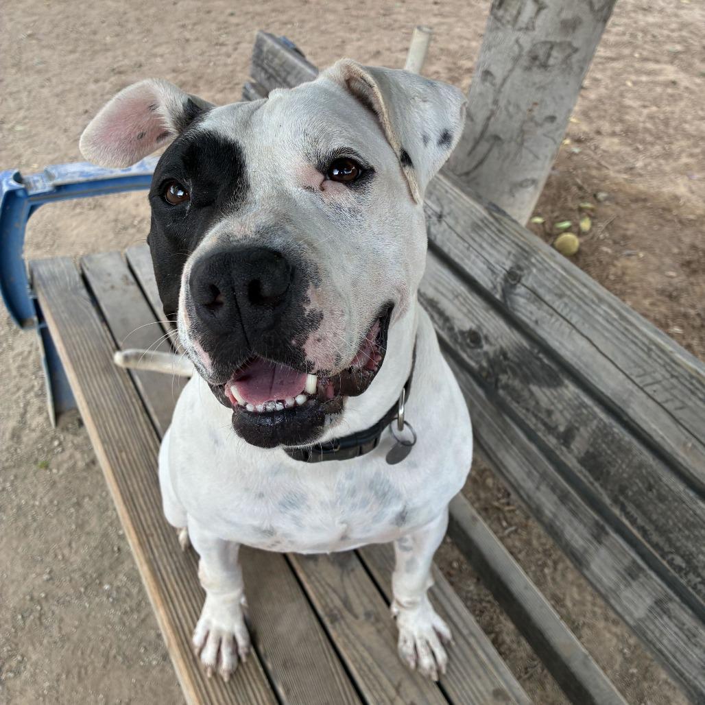 Enlarge Ziggy, a Adoptable mixed breed in Riverside, CA image 3/6