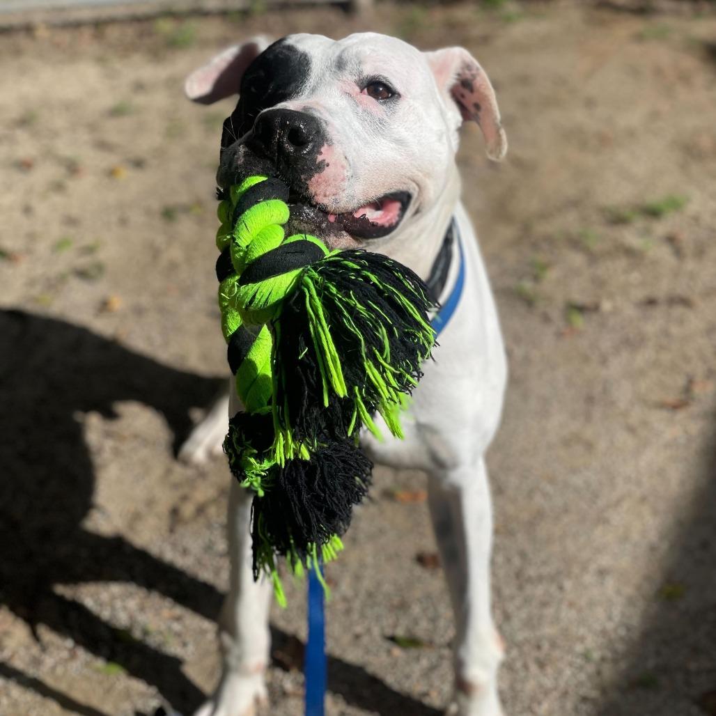Enlarge Ziggy, a Adoptable mixed breed in Riverside, CA image 5/6