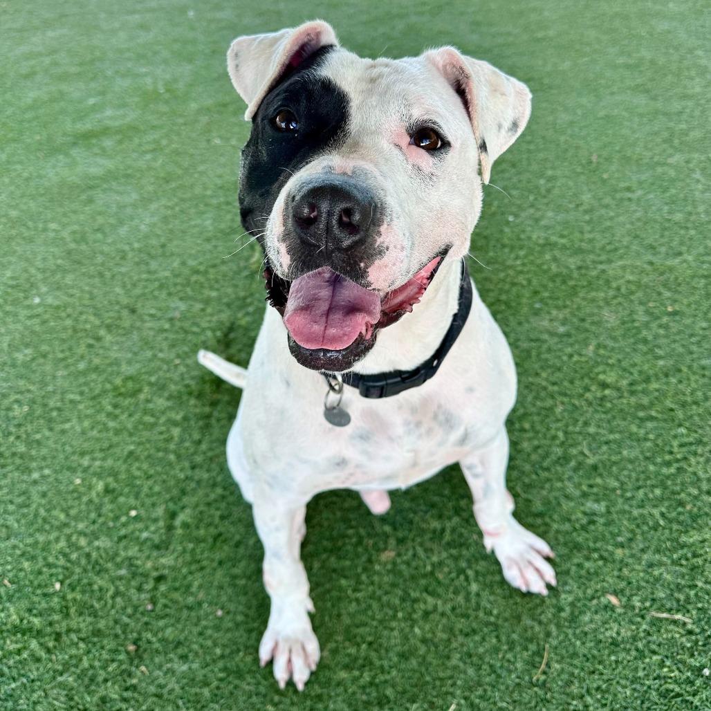 Enlarge Ziggy, a Adoptable mixed breed in Riverside, CA image 5/6