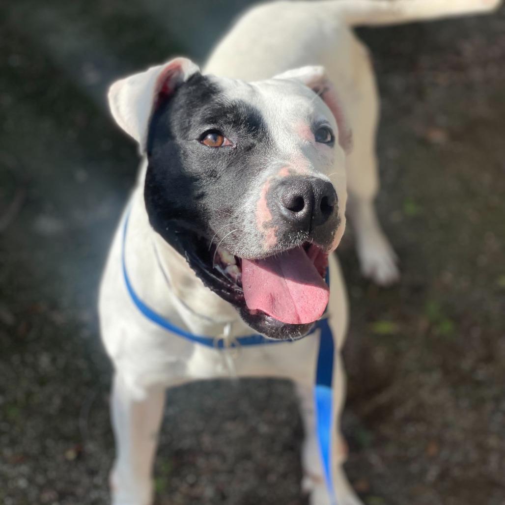 Enlarge Ziggy, a Adoptable mixed breed in Riverside, CA image 6/6