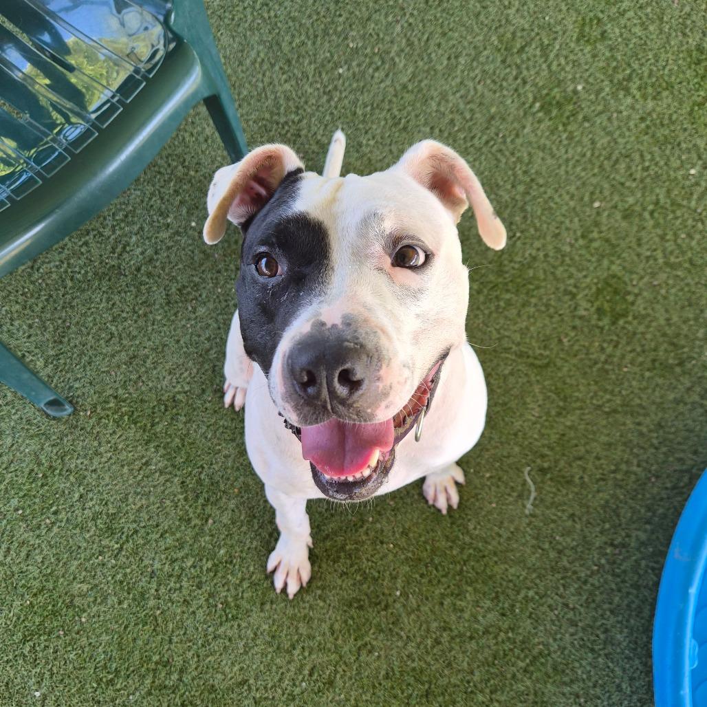 Enlarge Ziggy, a Adoptable mixed breed in Riverside, CA image 5/5