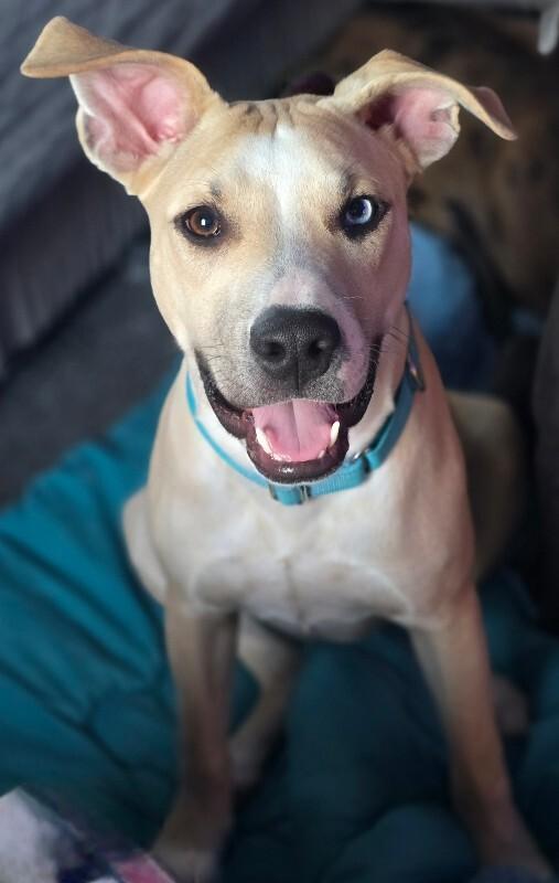 Milo, a Adoptable mixed breed in Alma, WI image 1/6