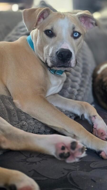 Milo, a Adoptable mixed breed in Alma, WI image 2/6