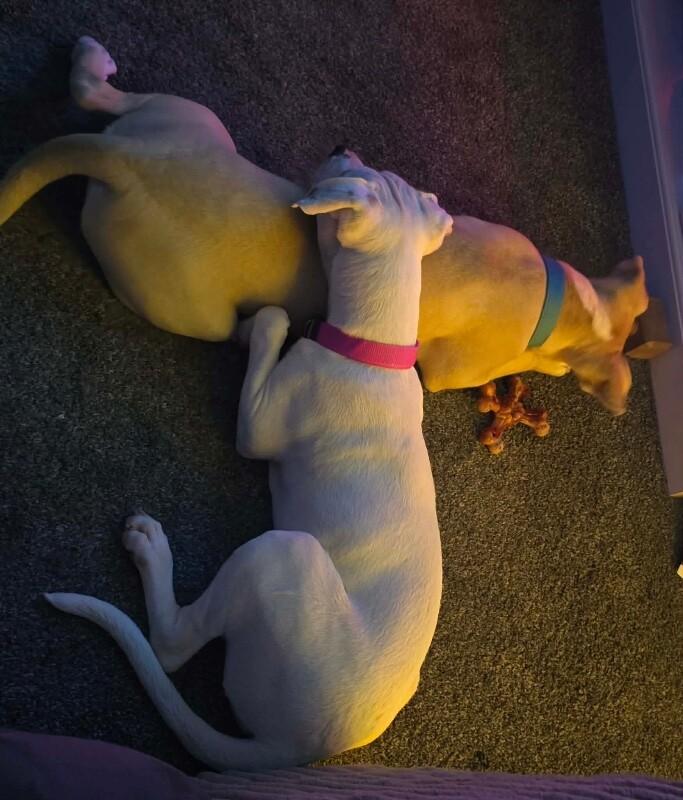 Milo, a Adoptable mixed breed in Alma, WI image 3/6