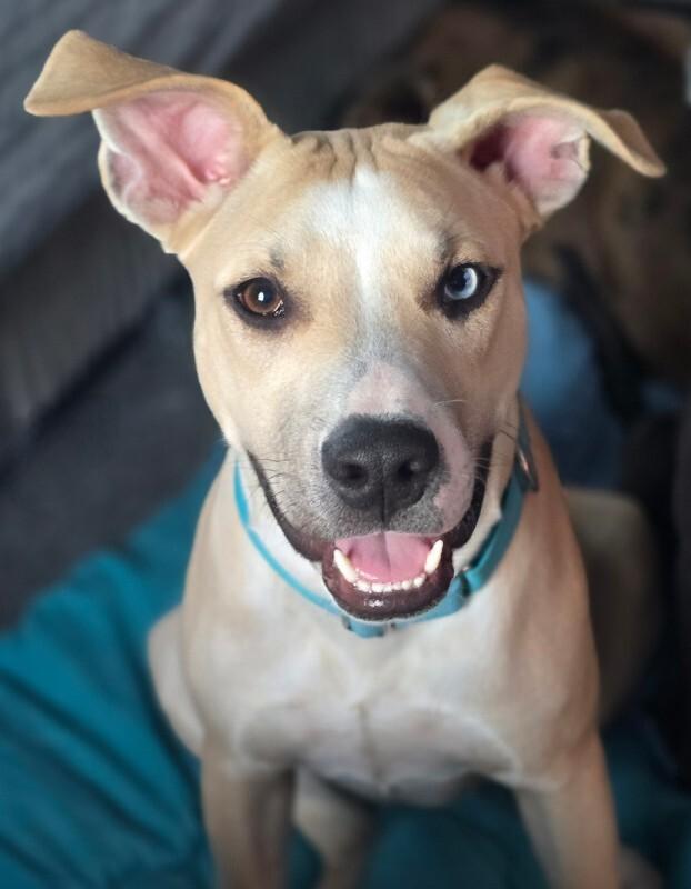 Milo, a Adoptable mixed breed in Alma, WI image 4/6