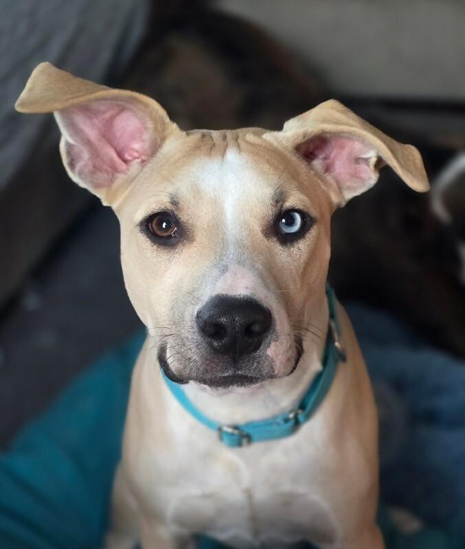 Milo, a Adoptable mixed breed in Alma, WI image 5/6