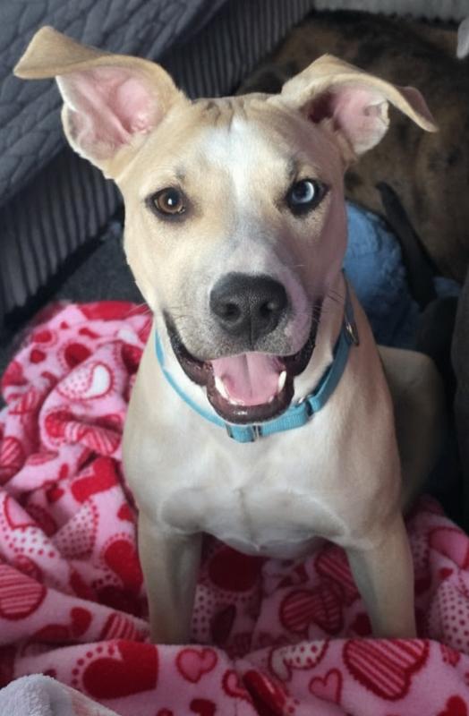 Milo, a Adoptable mixed breed in Alma, WI image 6/6