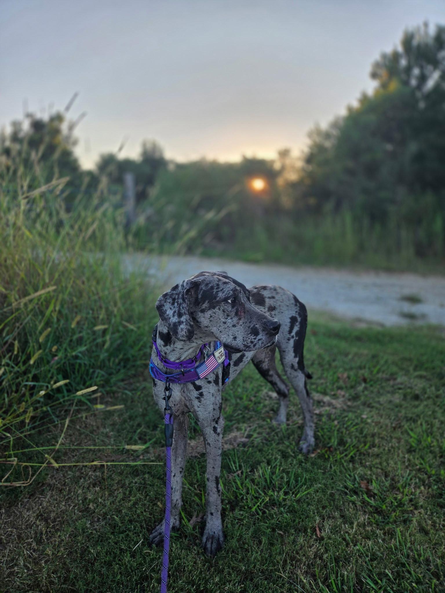 Maxine, Adoptable, Young Female Great Dane.