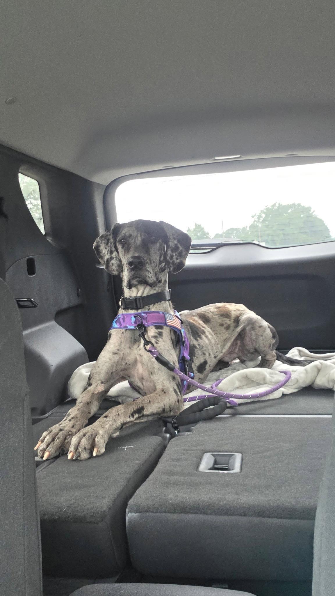 Enlarge Maxine, a Adoptable Great Dane in Mc Cormick, SC image 2/3
