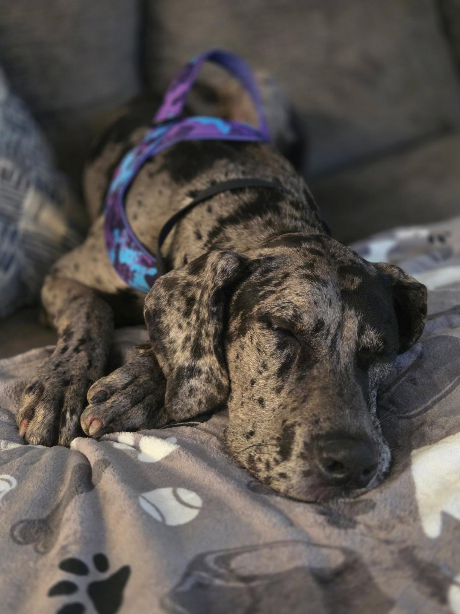 Enlarge Maxine, a Adoptable Great Dane in Mc Cormick, SC image 3/3