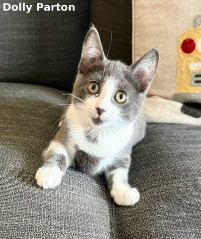 Dolly Parton, a Adoptable mixed breed in Brightwaters, NY image 4/6