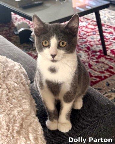 Dolly Parton, a Adoptable mixed breed in Brightwaters, NY image 3/6