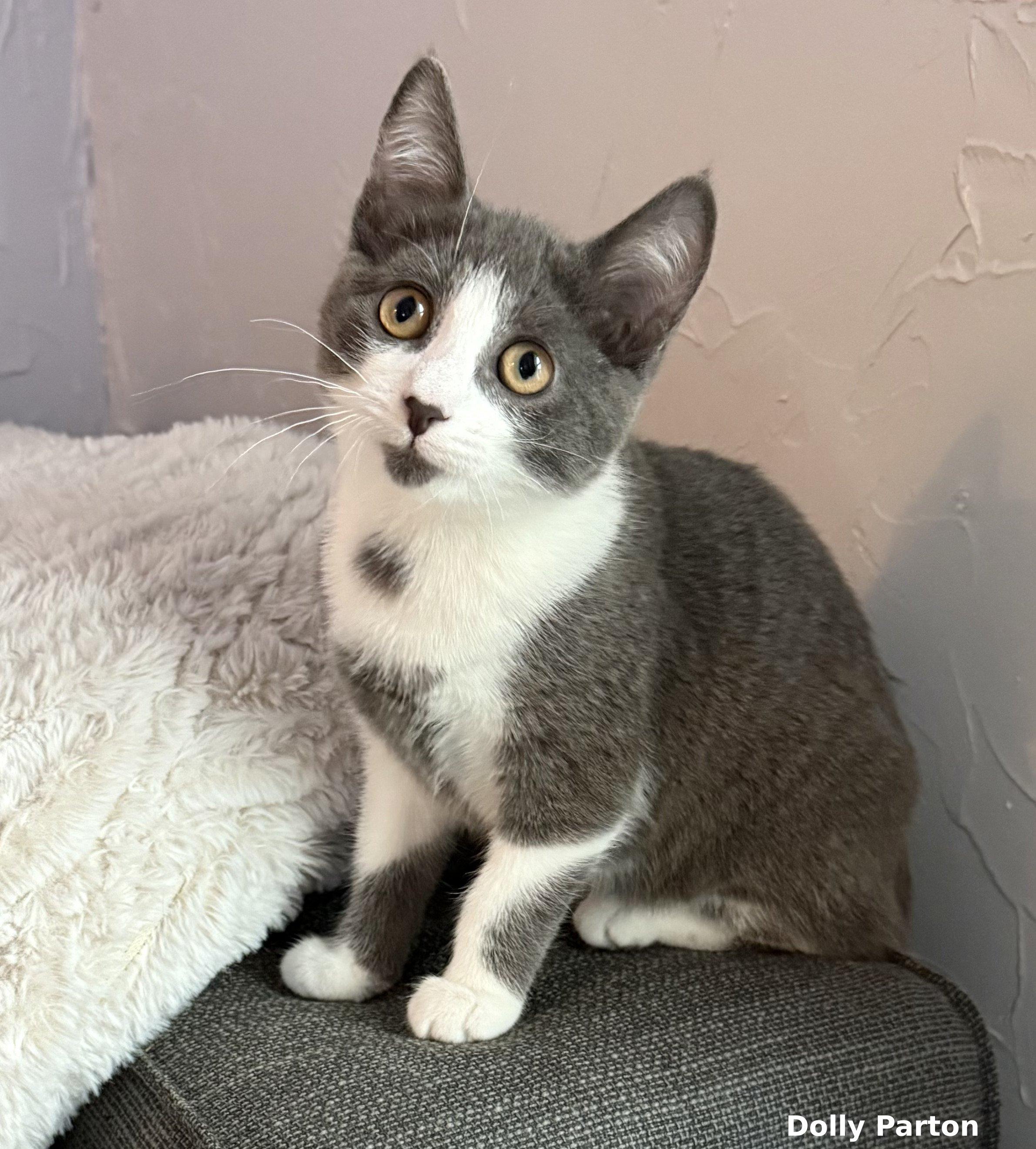 Dolly Parton, Adoptable, Kitten Female Domestic Short Hair.