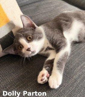 Dolly Parton, a Adoptable mixed breed in Brightwaters, NY image 5/6