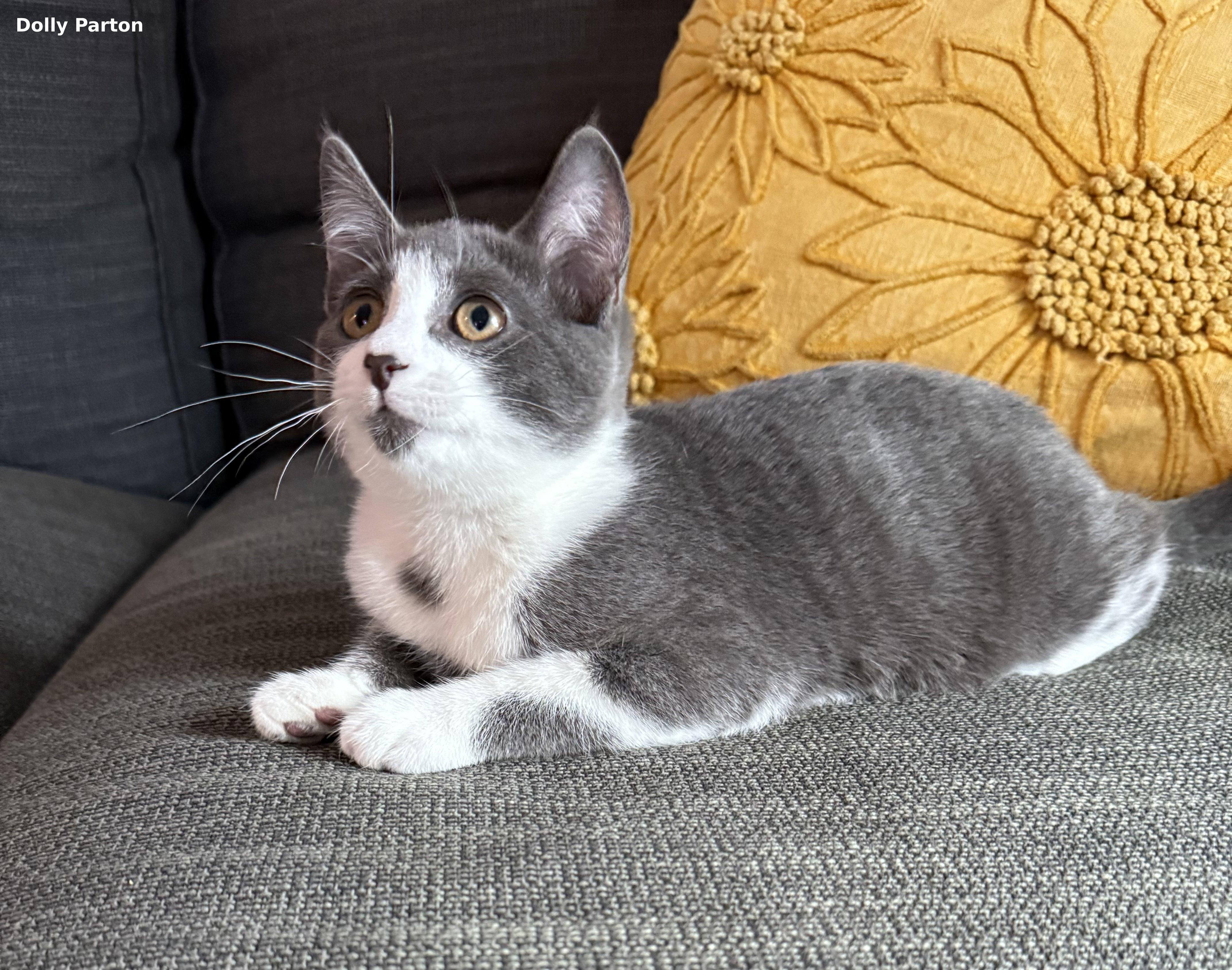 Dolly Parton, a Adoptable mixed breed in Brightwaters, NY image 6/6