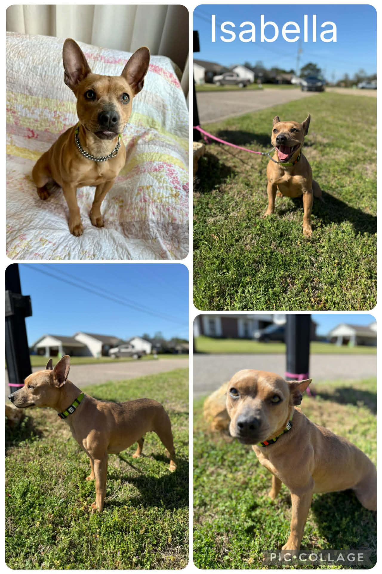 Isabella, ADOPTABLE, Young Female Terrier.