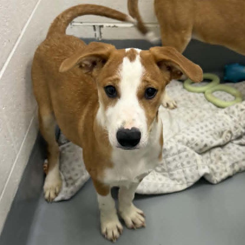 Apollo, Adoptable, Puppy Male Australian Shepherd & Pit Bull Terrier.