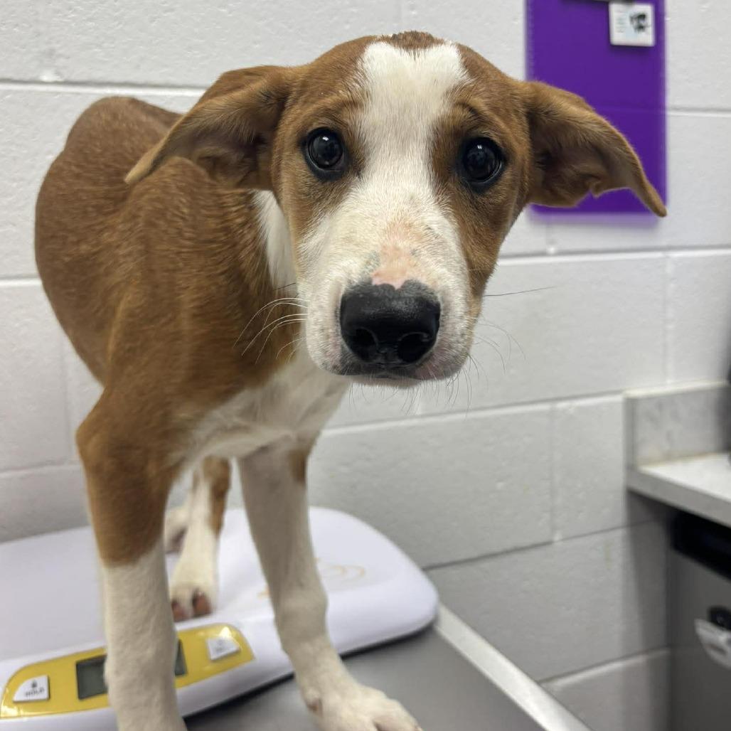 Apollo, a Adoptable mixed breed in Rocky Mount, VA image 2/2