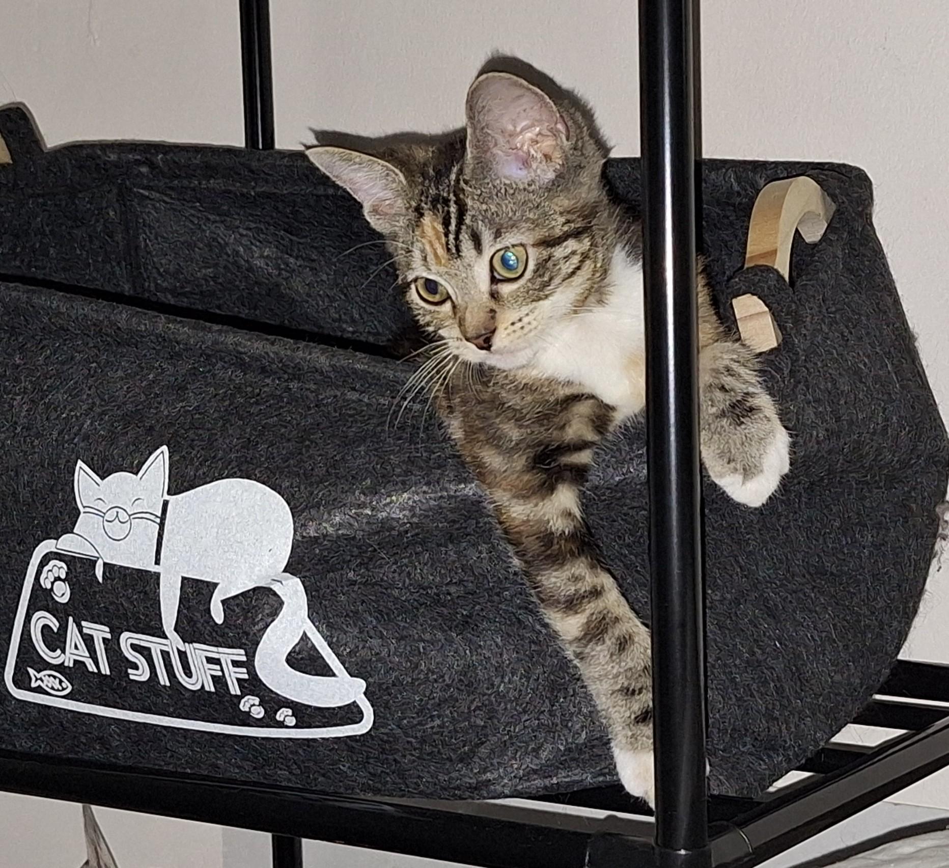 Juliet, Adoptable, Kitten Female Domestic Short Hair & Calico.