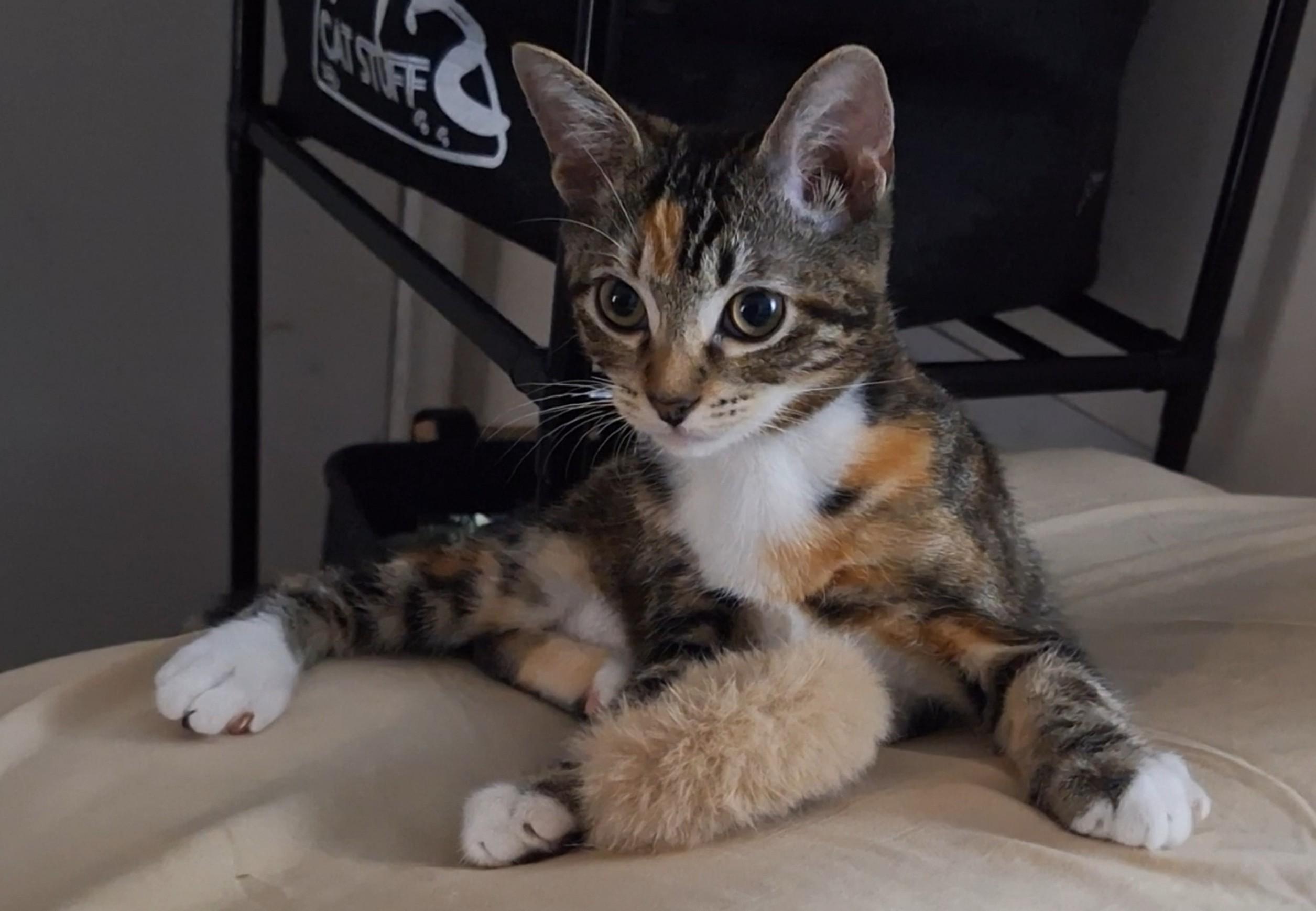 Juliet, a Adoptable mixed breed in Santa Monica, CA image 2/5