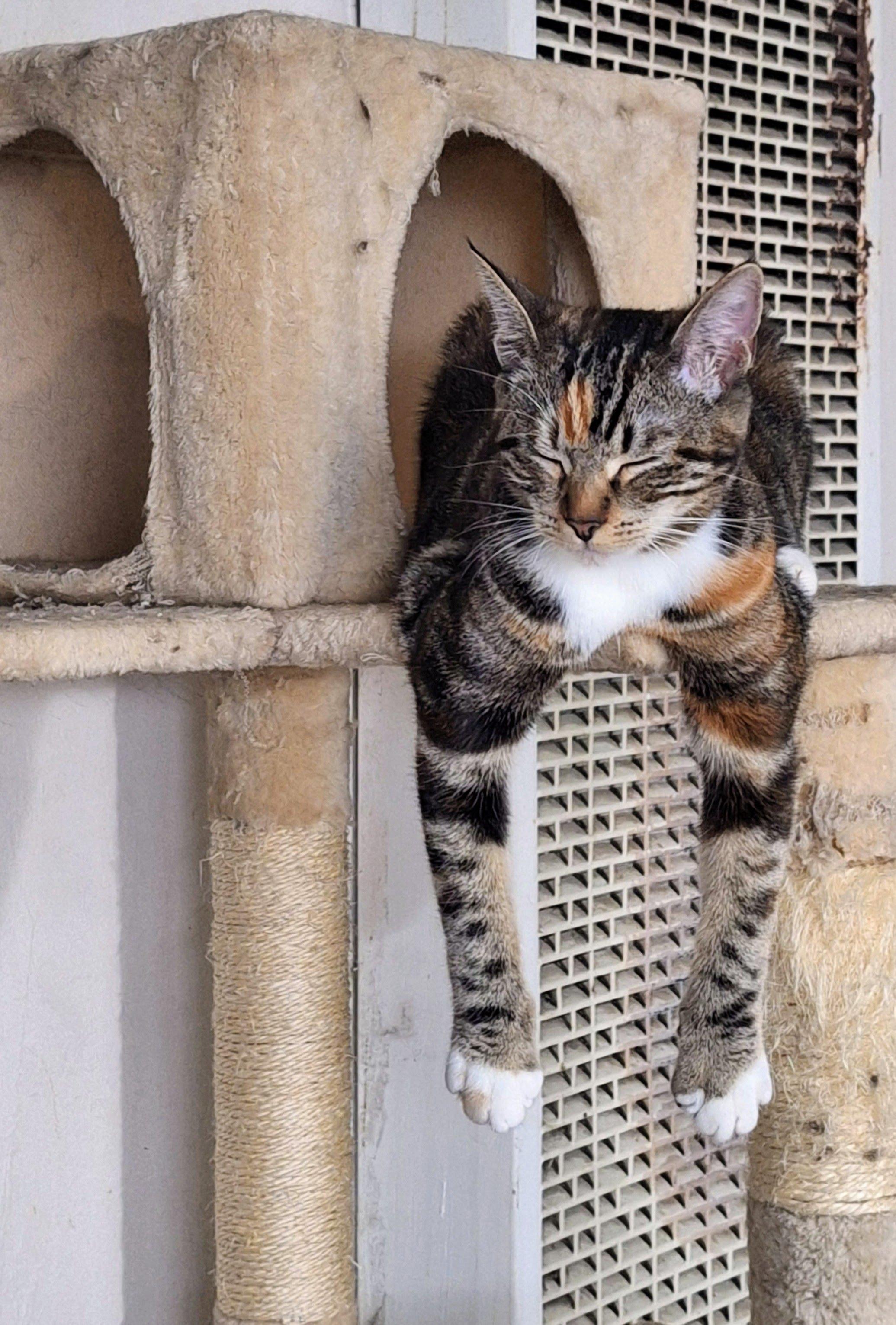 Juliet, a Adoptable mixed breed in Santa Monica, CA image 3/5